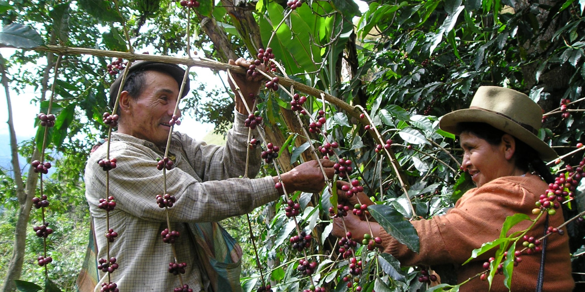 CENTRAL COCLA – Cooperativas Peruanas productoras de café, cacao y té