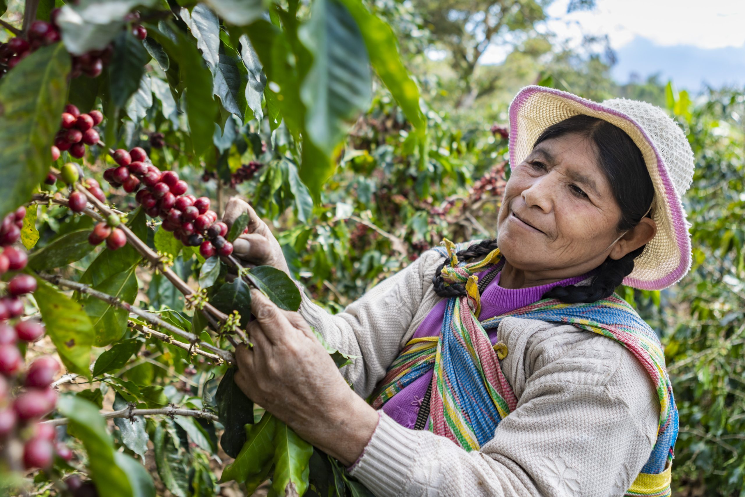 CENTRAL COCLA – Cooperativas Peruanas productoras de café, cacao y té